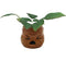 Harry Potter - Mandrake Mini Ceramic Planter